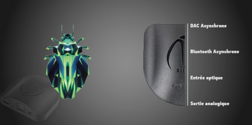 aq-beetle2